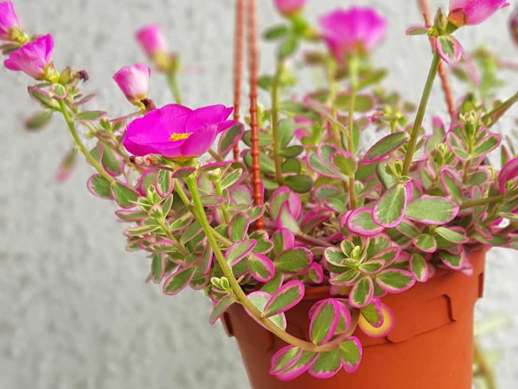 Portulaca ‘Hana Misteria’