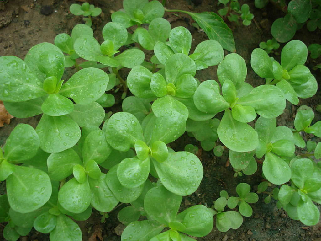 Portulaca oleracea subsp. sativa (Golden Purslane)