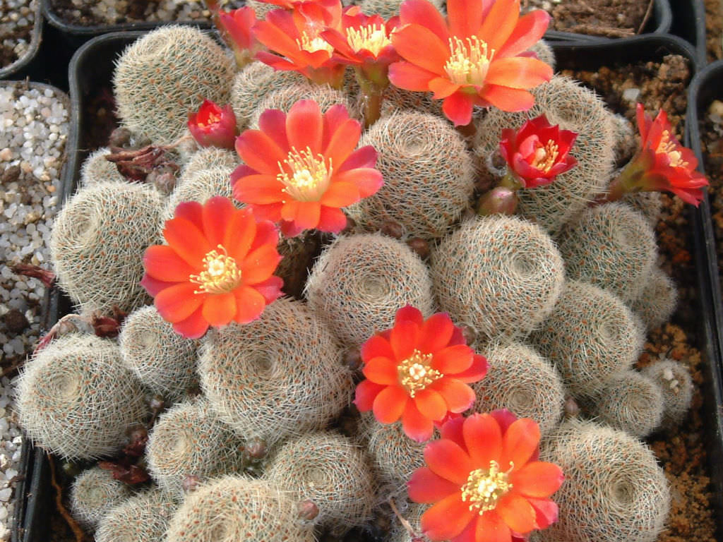 Rebutia heliosa subsp. teresae