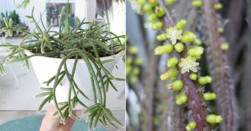 Rhipsalis baccifera subsp. horrida (Mouse Tail Cactus)