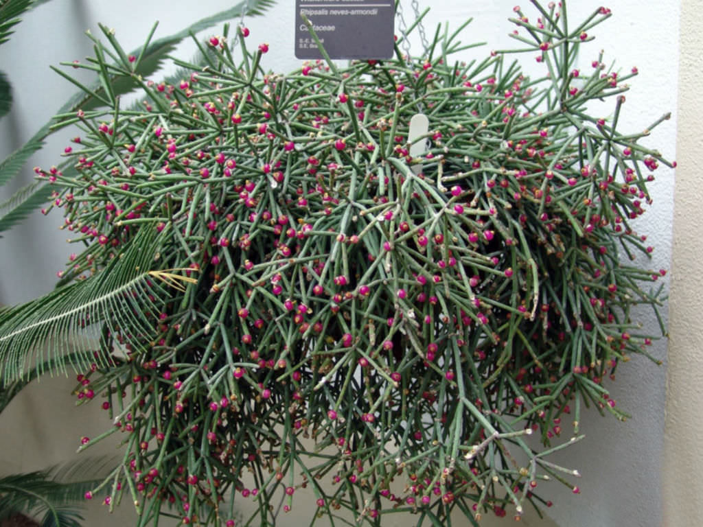 Rhipsalis neves-armondii