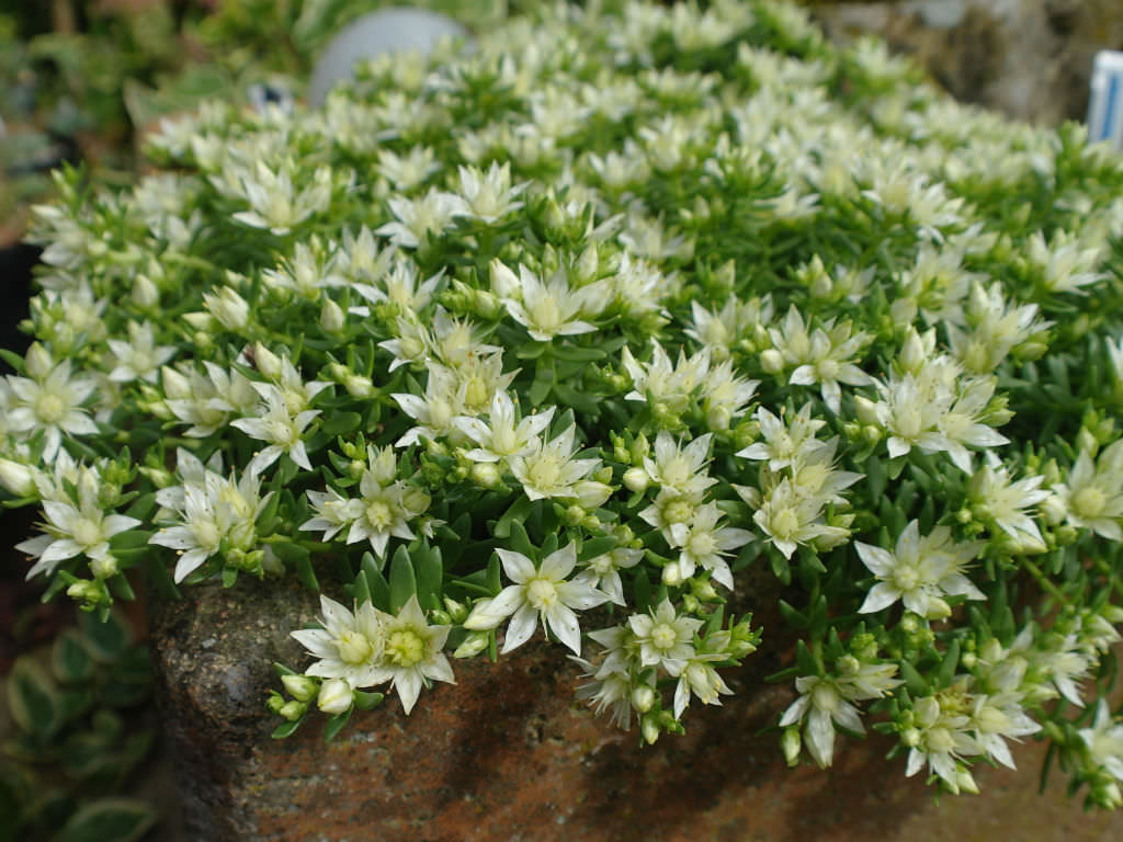 Rhodiola amabilis