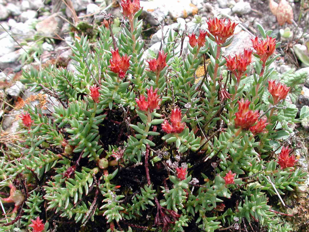 Rhodiola coccinea