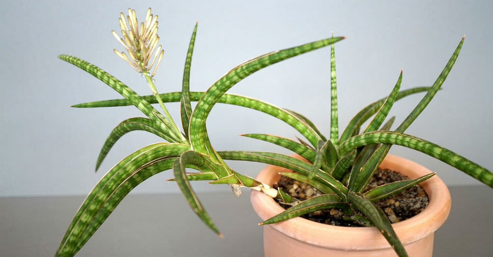 Sansevieria ballyi (Dwarf Sansevieria)