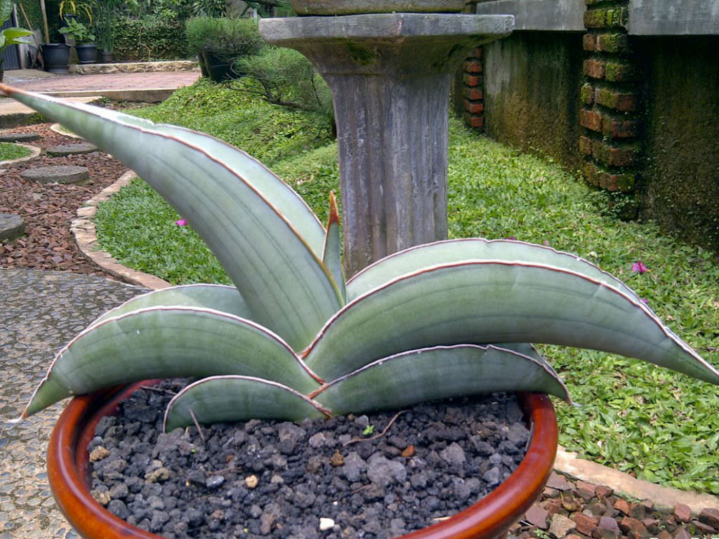 Sansevieria ehrenbergii ‘Banana’