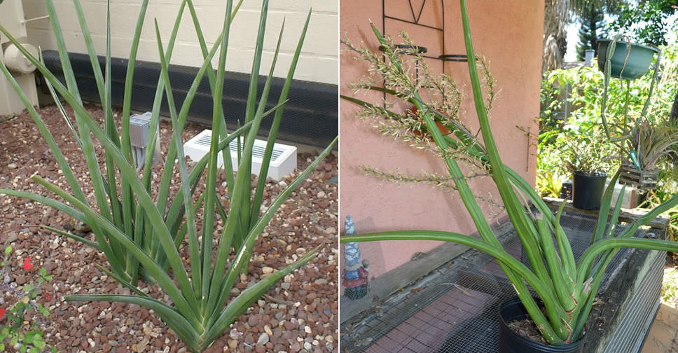 Sansevieria ehrenbergii (Blue Sansevieria)