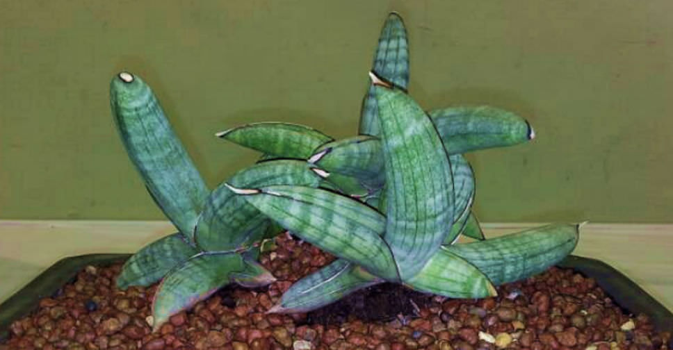 Sansevieria eilensis