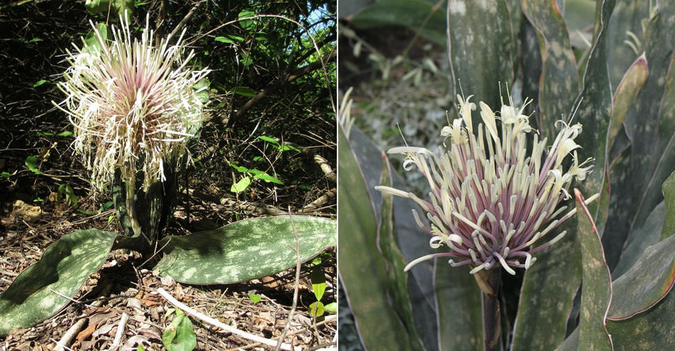 Sansevieria kirkii (Star Sansevieria)