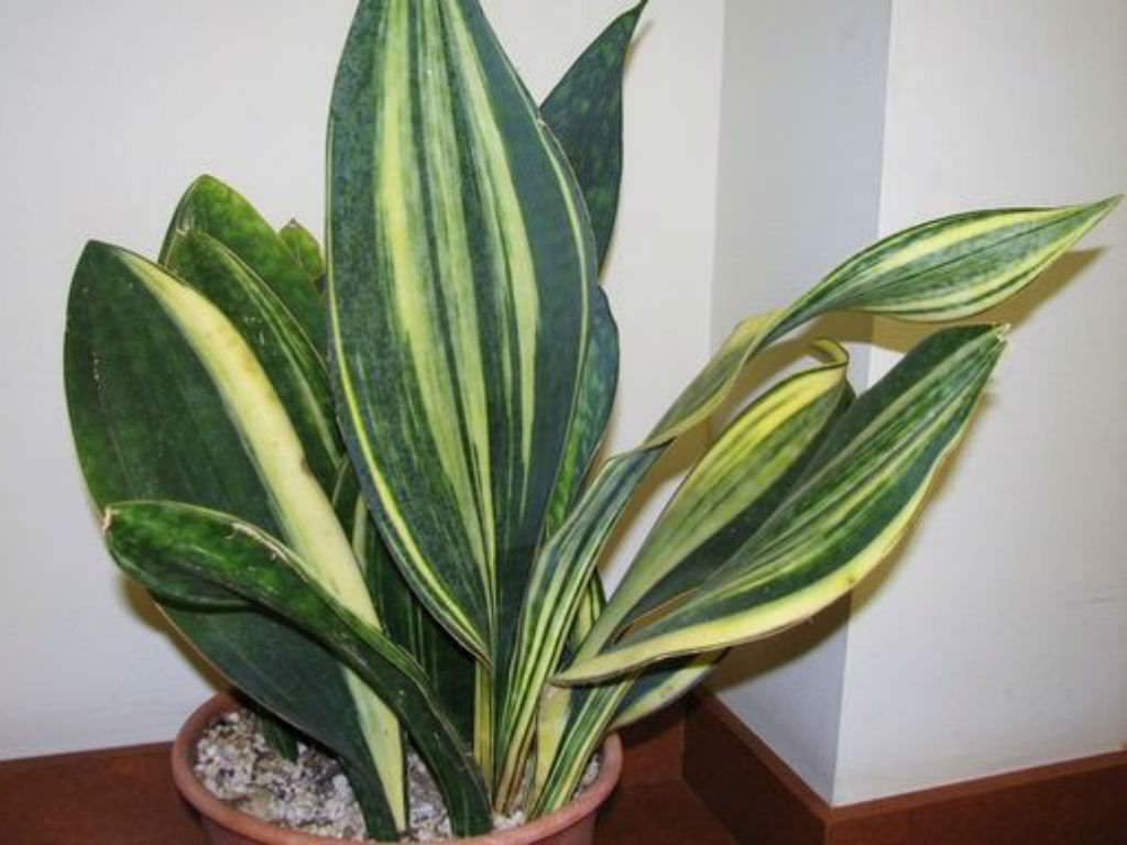 Sansevieria masoniana ‘Variegata’ (Mason’s Congo)