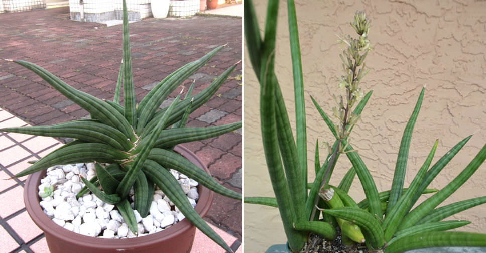 Sansevieria patens (Snake Plant)