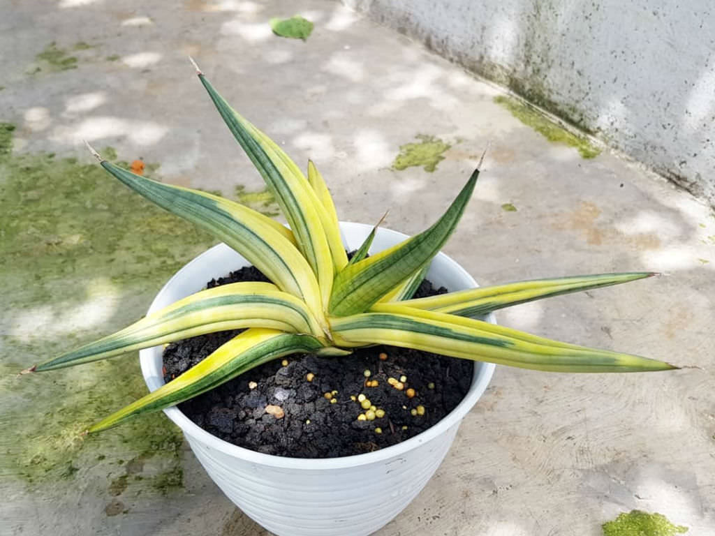 Sansevieria patens ‘Variegata’