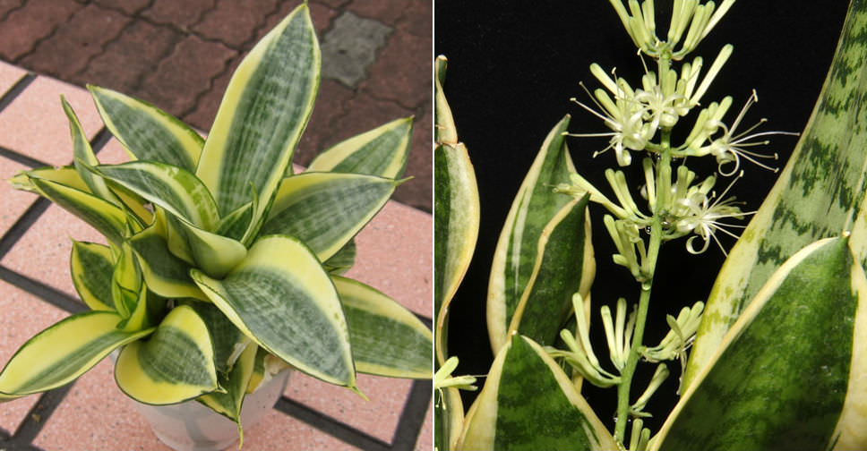 Sansevieria trifasciata ‘Golden Hahnii’ (Golden Bird’s Nest Sansevieria)