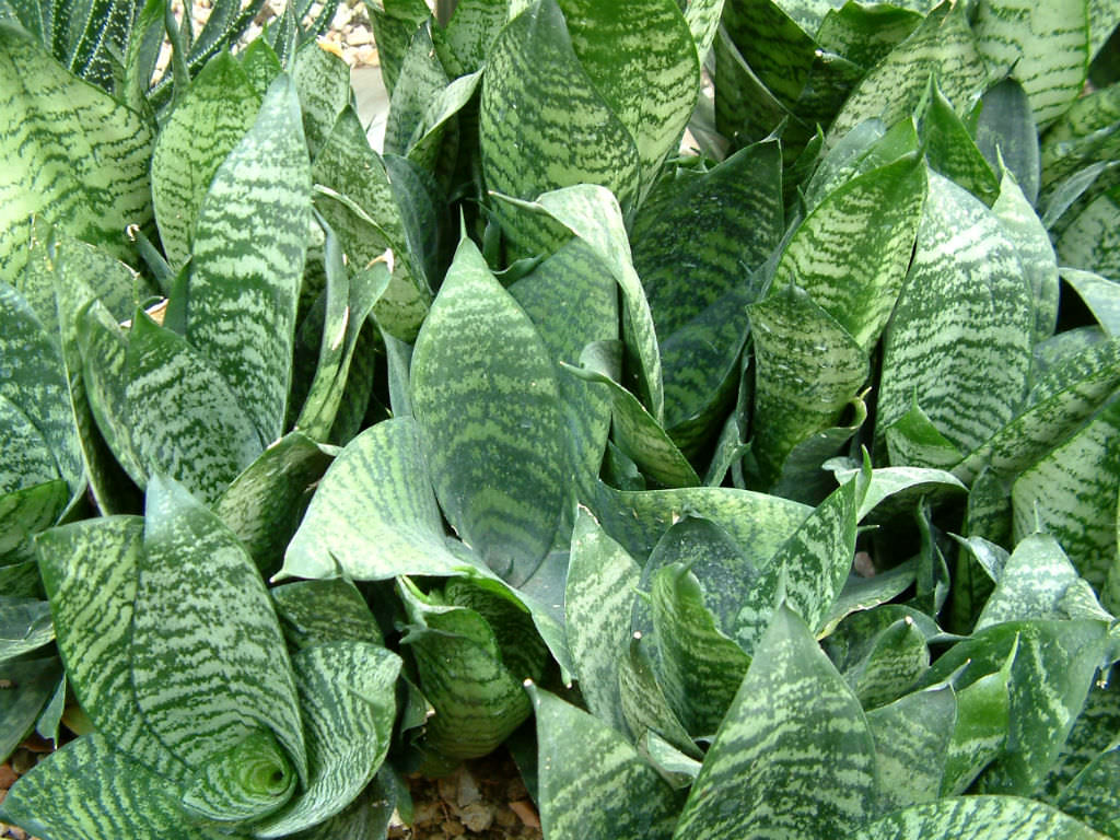 Sansevieria trifasciata ‘Hahnii’ (Bird’s Nest Sansevieria)