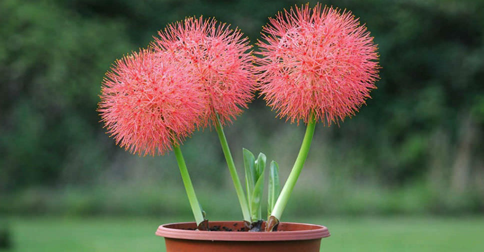 Scadoxus multiflorus (Blood Lily)