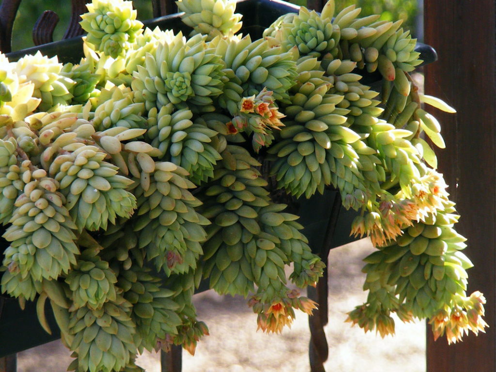 ×Sedeveria ‘Harry Butterfield’ (Super Donkey Tail)