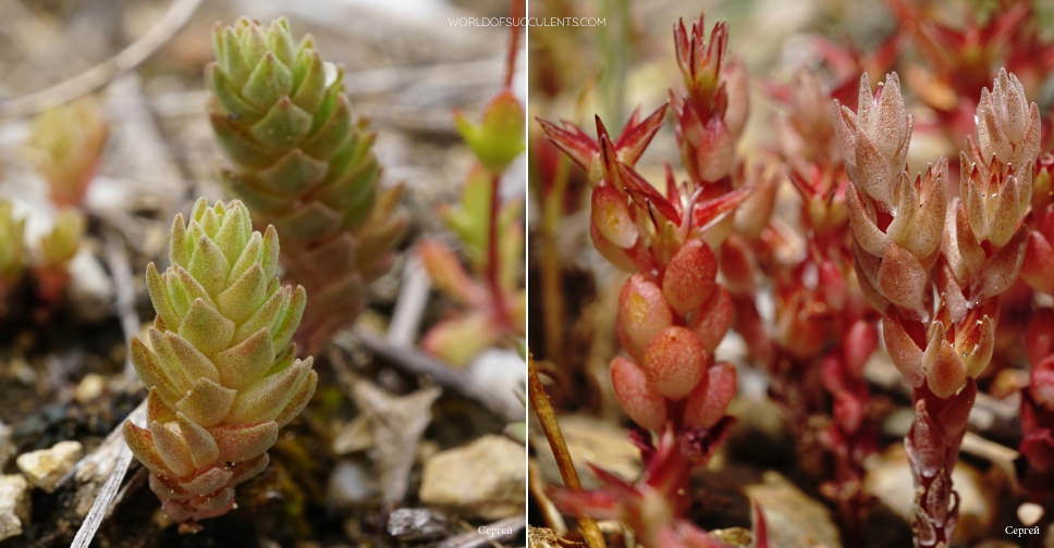 Sedum aetnense