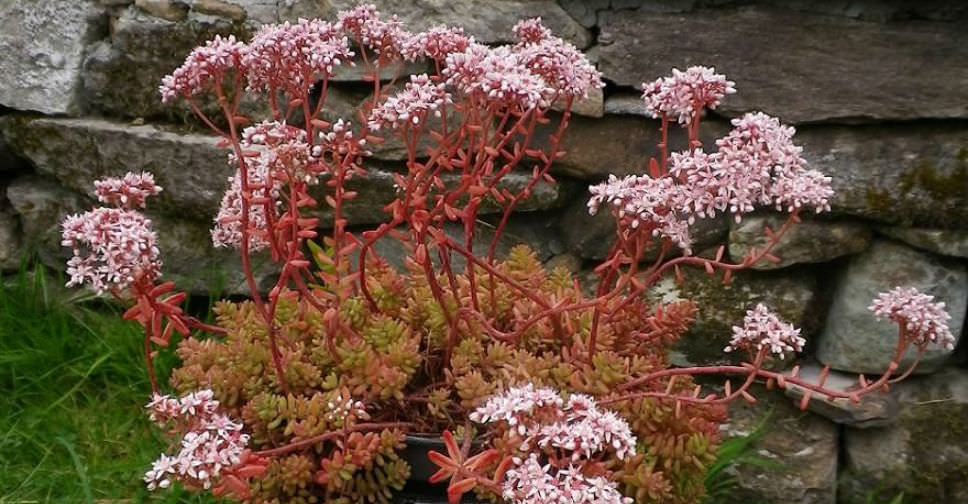 Sedum album ‘Coral Carpet’