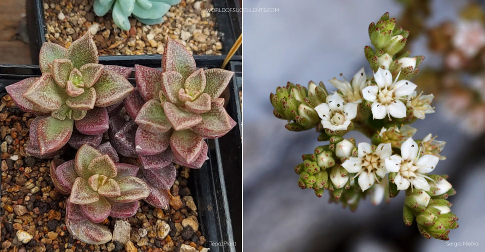 Sedum caducum