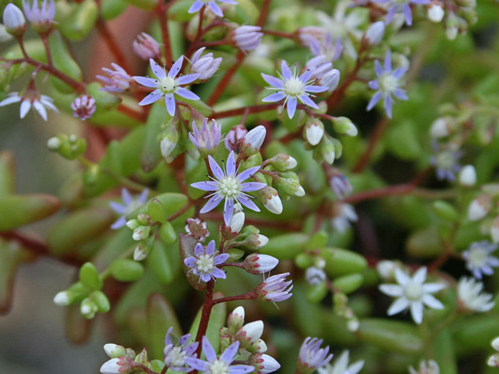 Sedum caeruleum (Azure Stonecrop)