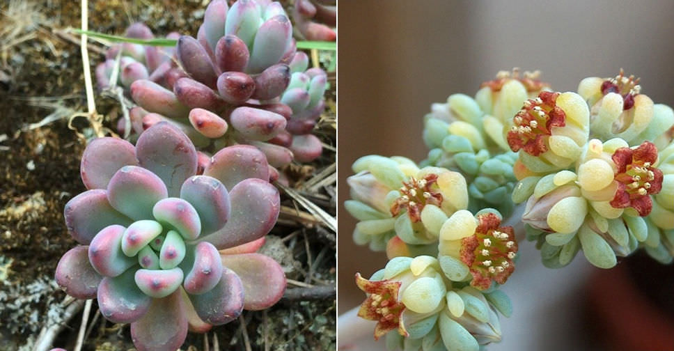 Sedum commixtum