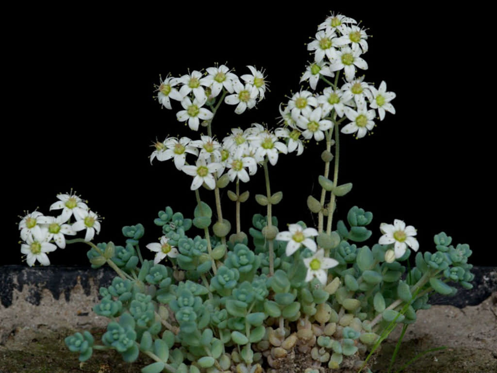 Sedum dasyphyllum (Corsican Stonecrop)