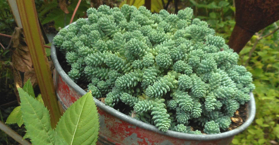 Sedum dasyphyllum ‘Himalayan Skies’