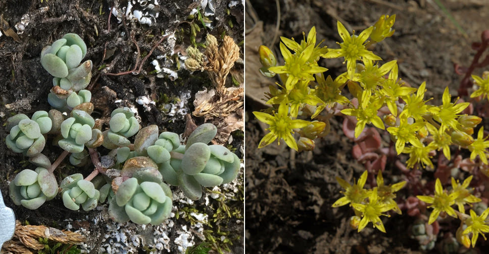 Sedum debile (Orpine Stonecrop)