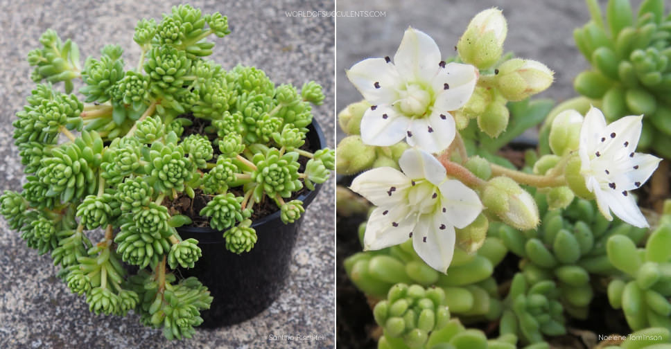 Sedum hirsutum subsp. baeticum