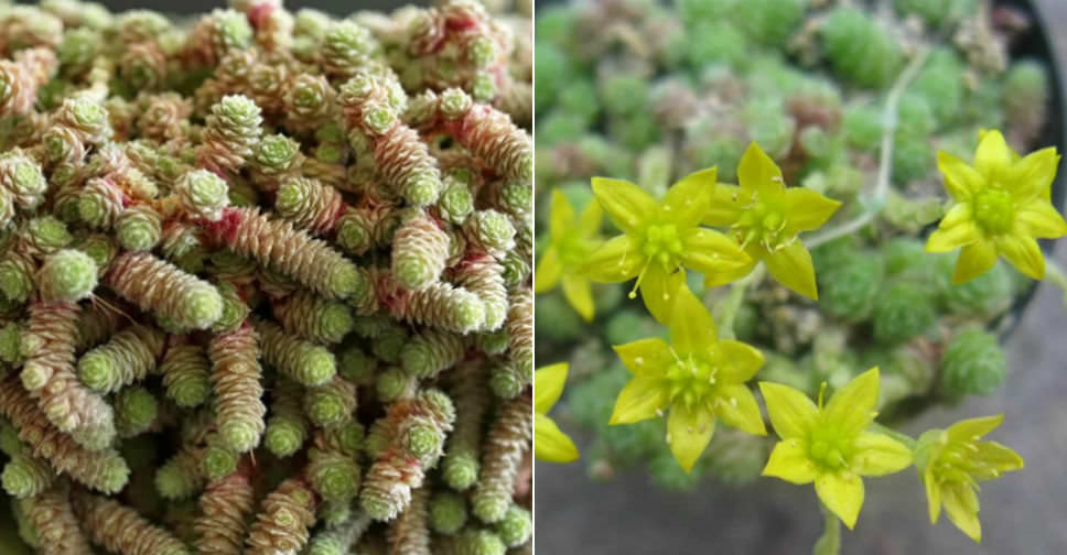 Sedum humifusum (Creeping Stonecrop)