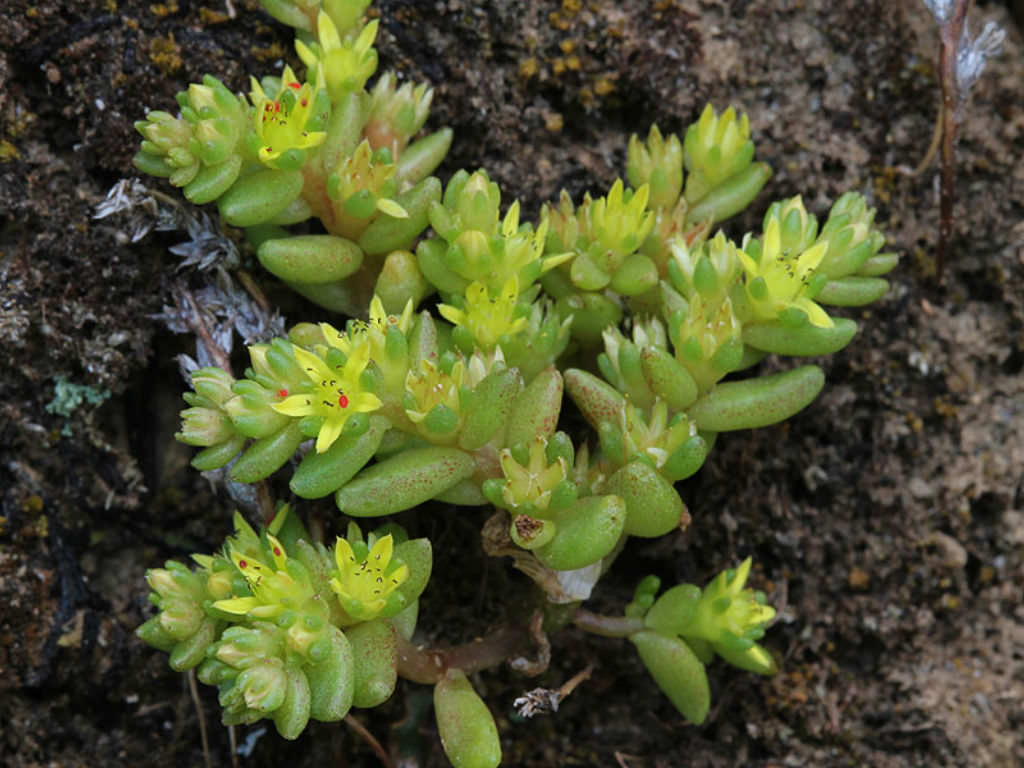 Sedum litoreum (Coastal Stonecrop)