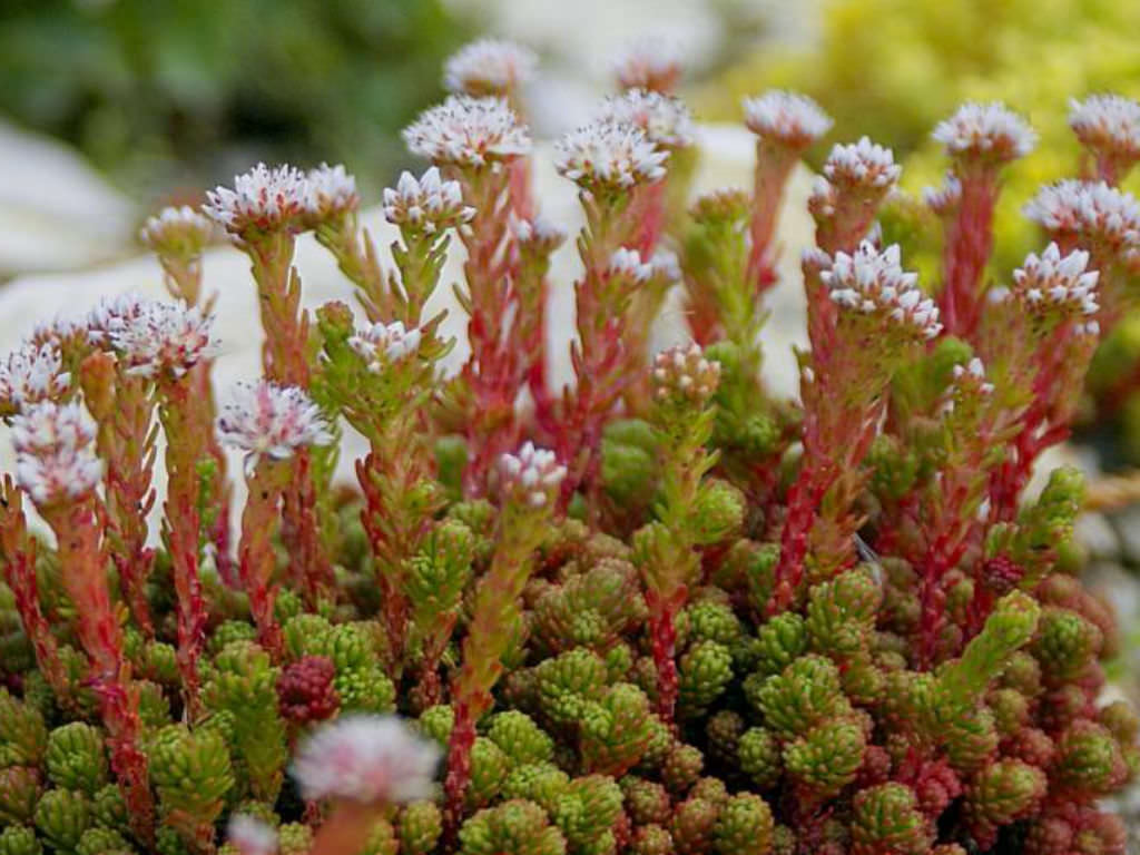 Sedum lydium (Mossy Stonecrop)