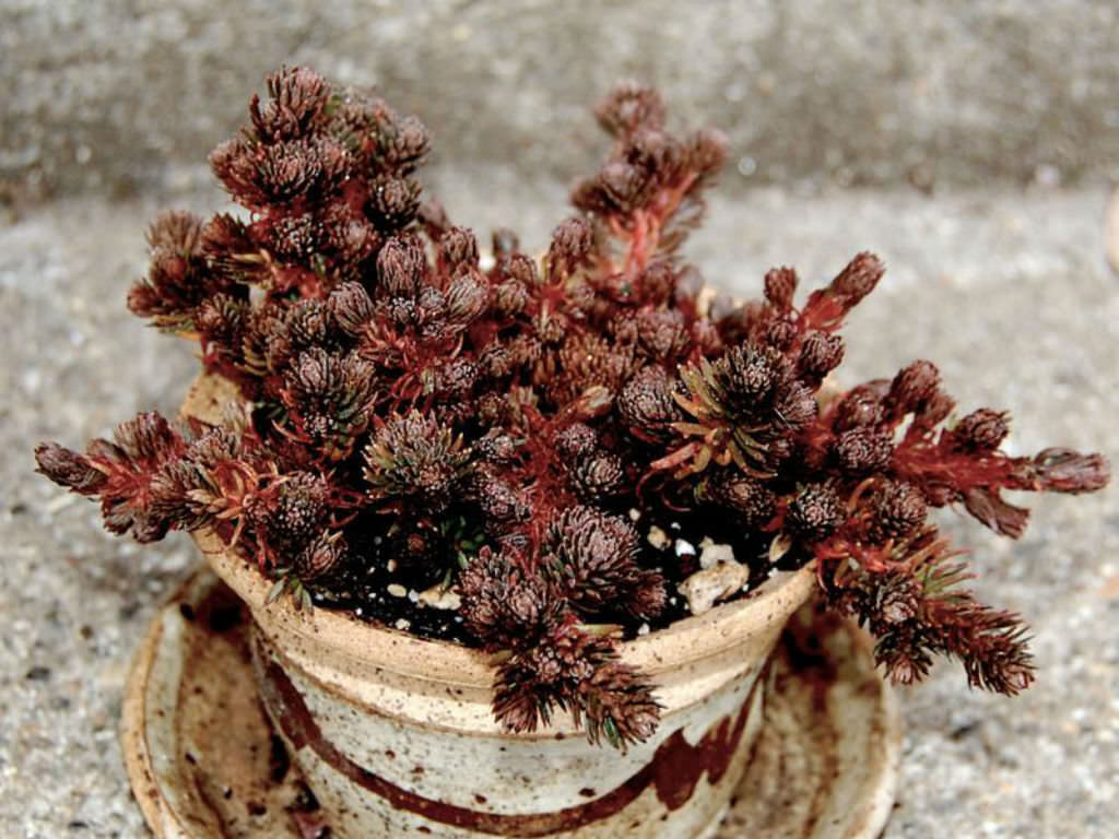 Sedum polytrichoides ‘Chocolate Ball’ (Chocolate Ball Stonecrop)