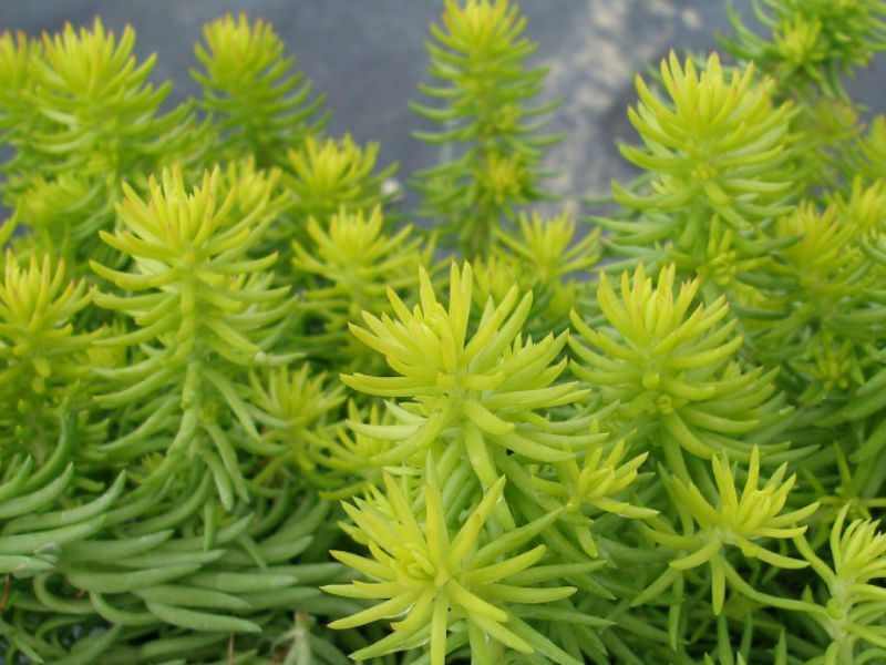 Petrosedum rupestre ‘Angelina’ (Golden Sedum)