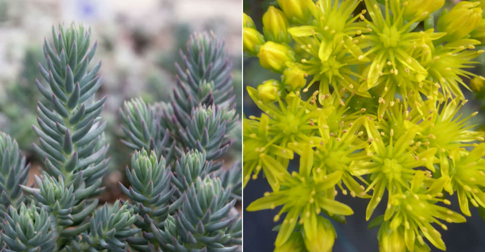 Sedum rupestre ‘Blue Spruce’ (Blue Spruce Stonecrop)