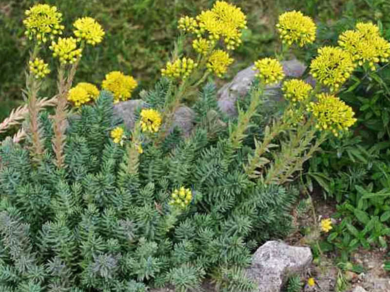 Petrosedum rupestre (Reflexed Stonecrop)