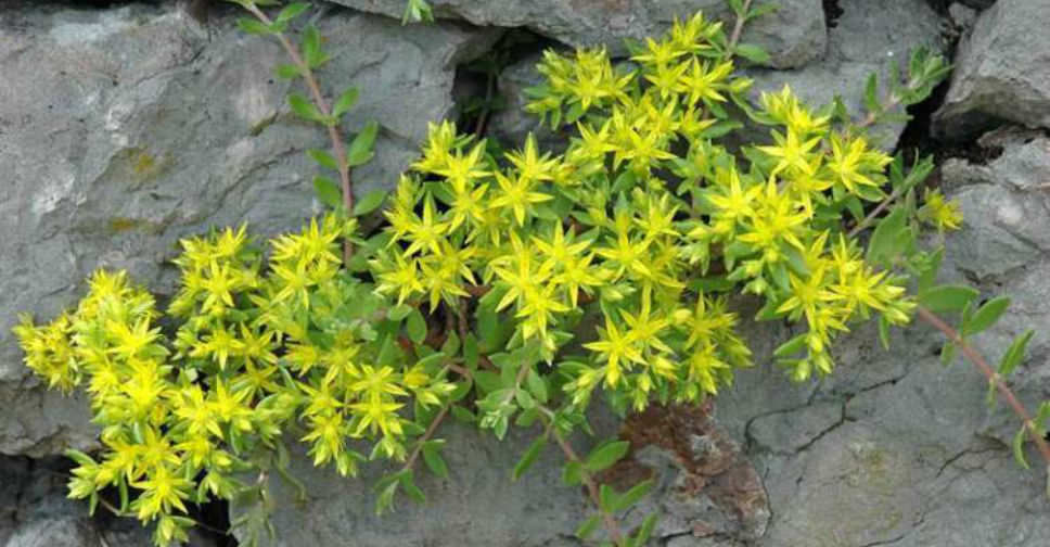 Sedum sarmentosum (Stringy Stonecrop)