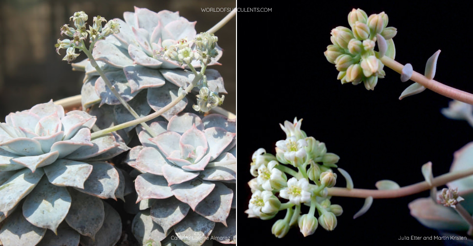 Sedum sinforosanum