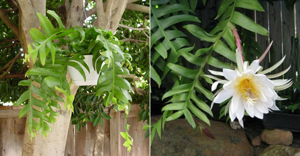 Epiphyllum chrysocardium (Fernleaf Cactus)