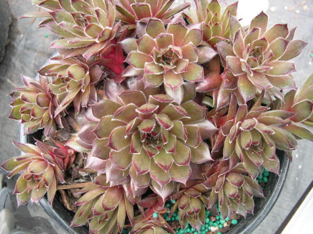 Sempervivum ‘Sanford’s Hybrid’