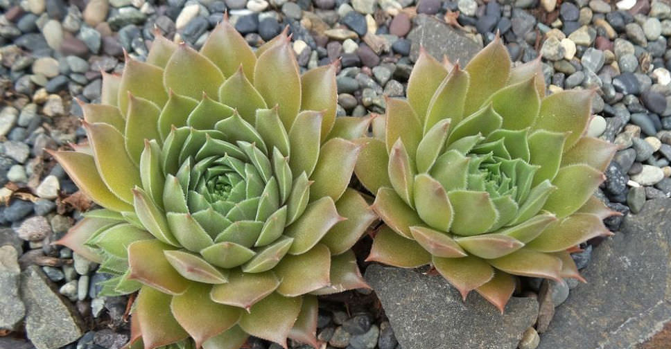 Sempervivum ‘Unicorn’