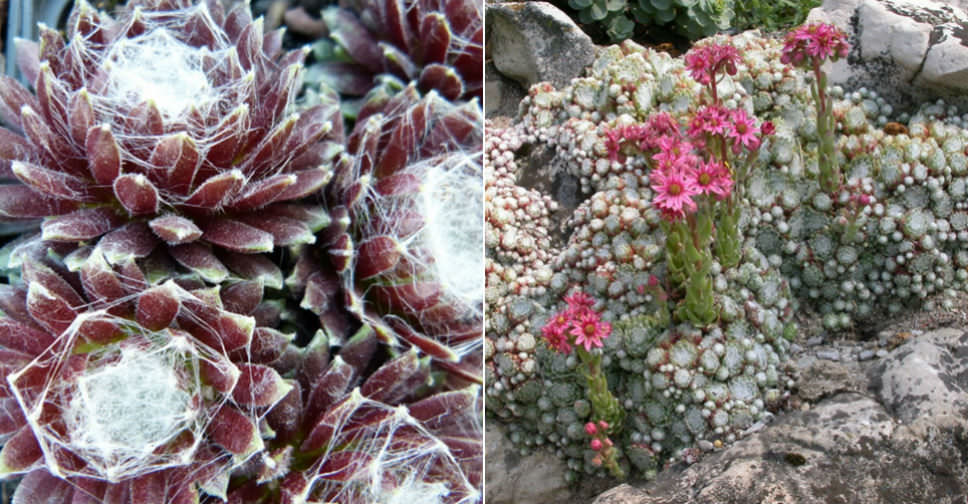 Sempervivum arachnoideum ‘Rubrum’ (Red Cobweb Houseleek)