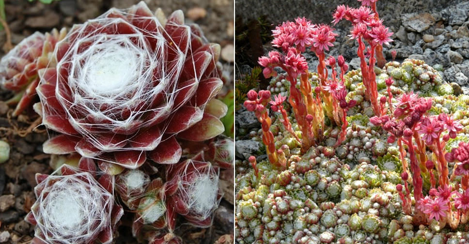 Sempervivum arachnoideum subsp. tomentosum