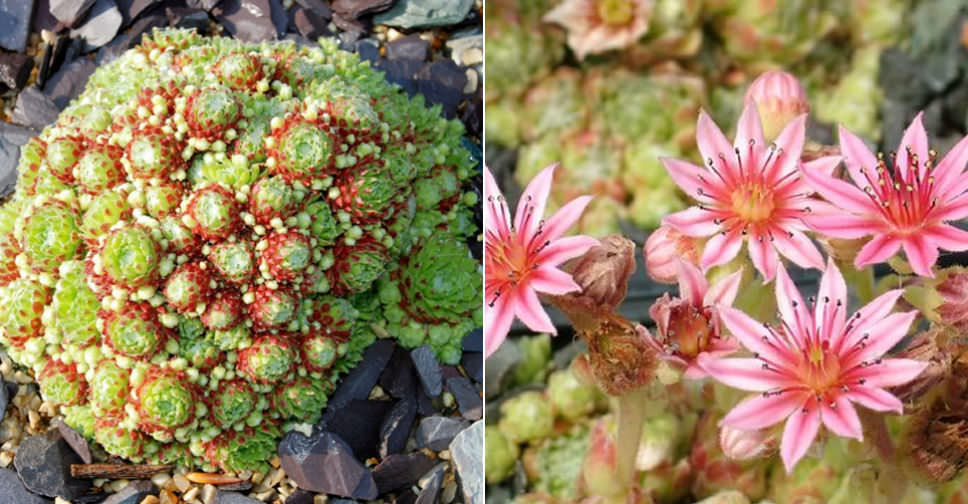 Sempervivum arachnoideum var. bryoides (Cobweb Houseleek)