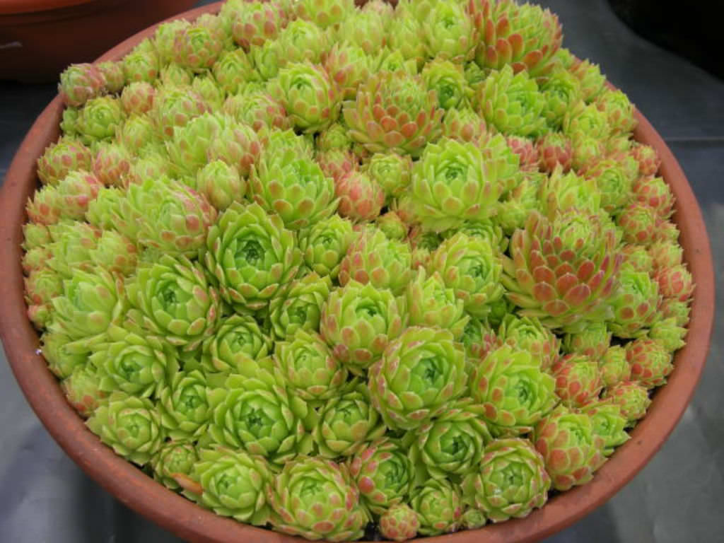 Sempervivum atlanticum (Hen and Chicks)