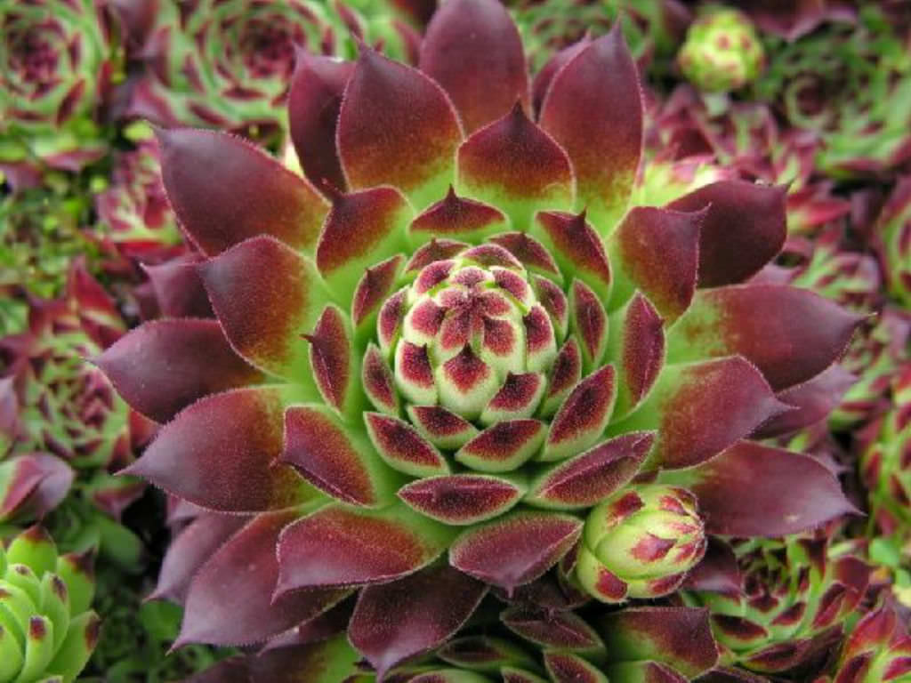 Sempervivum calcareum ‘Guillaumes’