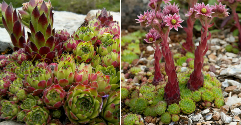 Sempervivum cantabricum