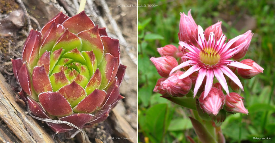 Sempervivum caucasicum