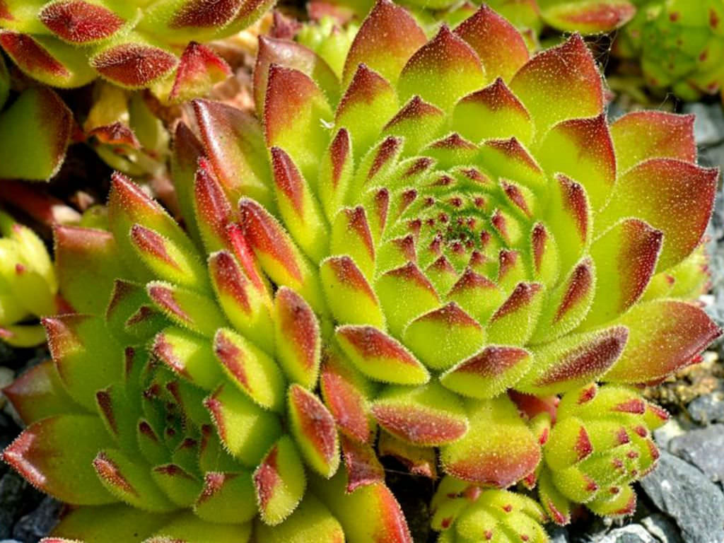 Sempervivum grandiflorum