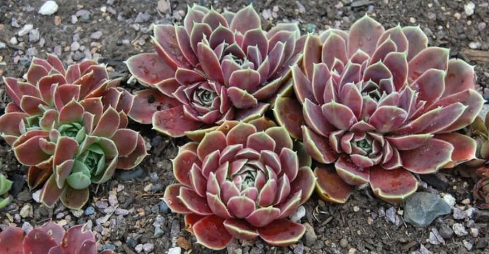 Sempervivum heuffelii ‘Purple Haze’ (Job’s Beard)