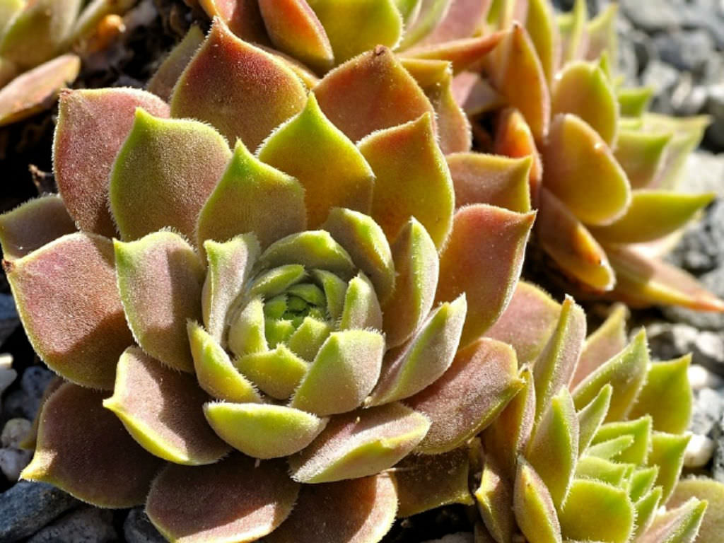 Sempervivum marmoreum subsp. erythraeum